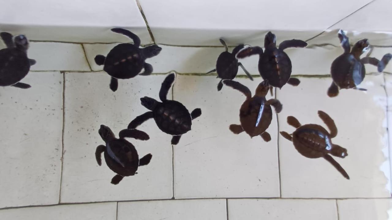 The Beach Bungalows & Turtle Sanctuary Pemuteran  Ngoại thất bức ảnh