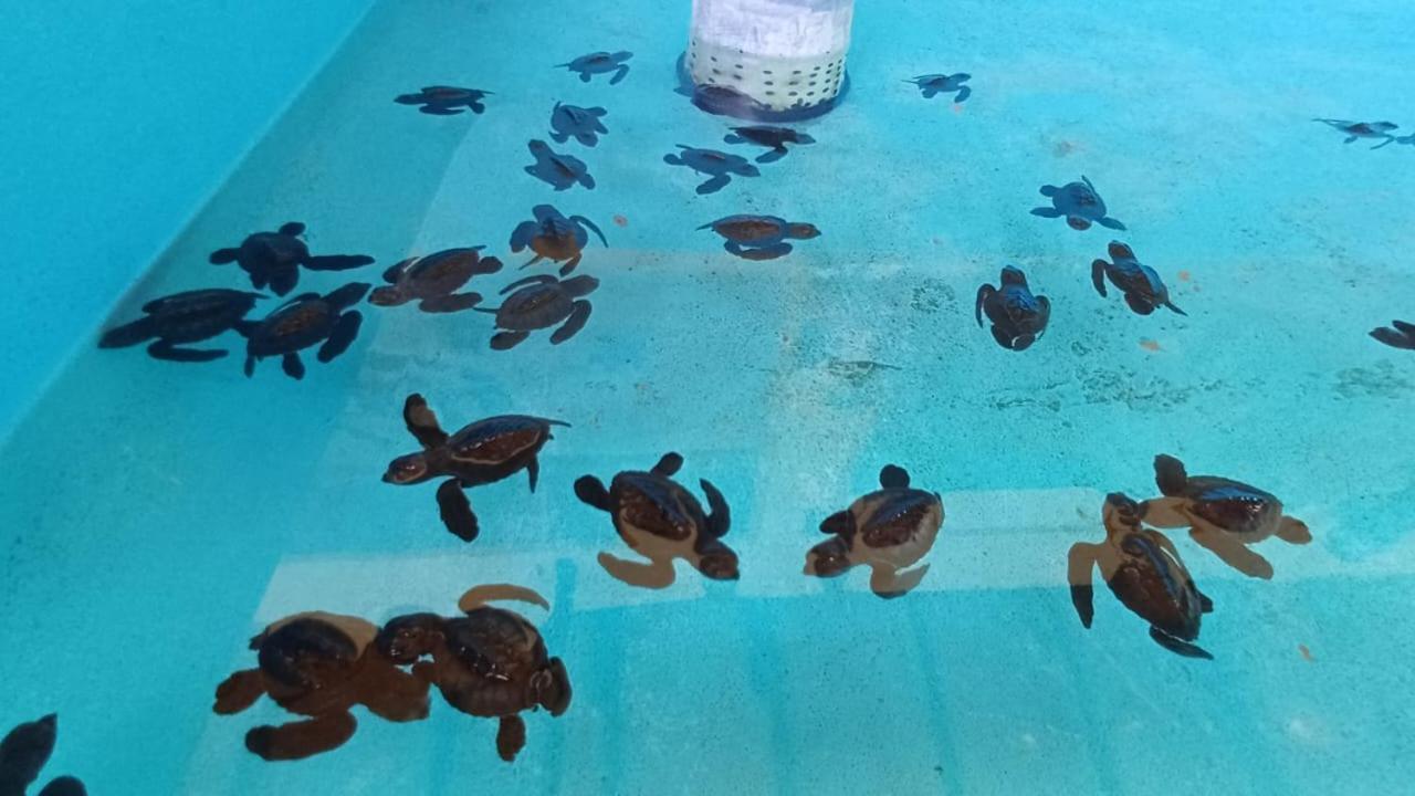 The Beach Bungalows & Turtle Sanctuary Pemuteran  Ngoại thất bức ảnh